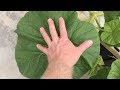 How to do Simple Hydroponics