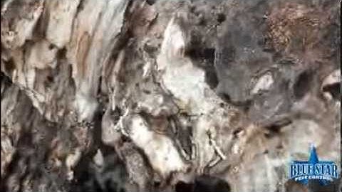 Termites in a Tree Stump