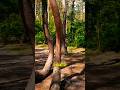 The Crooked Forest, Hundreds of Mysterious Pine Trees! #CrookedForest #KrzywyLas #MysteryTrees