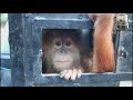 Baby orangutan discovered in a small, filthy wooden box, is rescued by local authorities