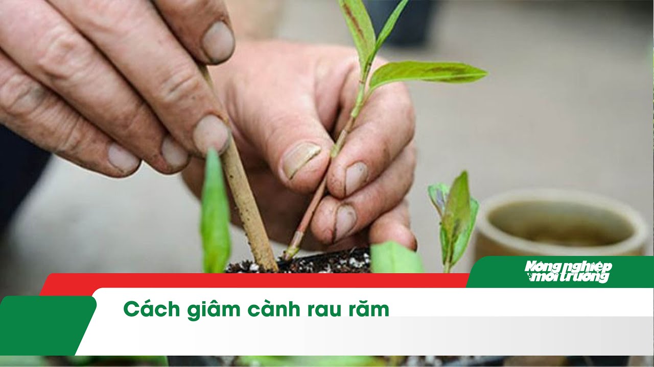 Cách giâm cành rau răm - YouTube