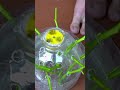 Empecé a cultivar verduras en casa usando botellas recicladas y nutrientes sin experiencia #jardin