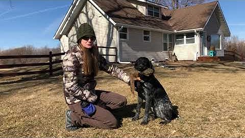 Force Fetch Tutorial for JGHV Dog Owners - Day 14: Intro to Game with Deutsch Drahthaar