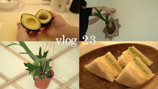 vlog 23 🇲🇾疫情宅家都干啥 ｜DIY鹿角蕨板 ｜上板过程 ｜牛油果鸡蛋三文治制作方法 ｜staghorn fern tutorial ｜avocado egg sandwich ｜