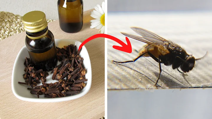 Put This In Your House And You'll Never See Flies Or Mosquitoes Again - DayDayNews