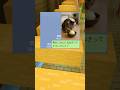猫に玉ねぎあげた男の末路 #マイクラ #スカッと