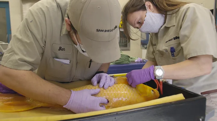 We're Not Coy About This Koi Success Story
