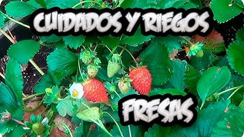 Cultivo De la Fresa : Cuidados Y Como Regar Las Fresas O Frutillas || La Huertina De Toni