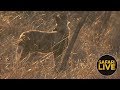 safariLIVE - Sunset Safari - October 5, 2018