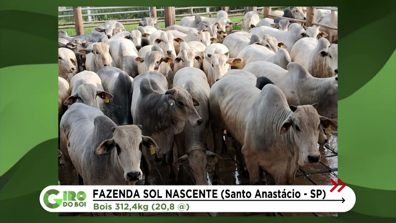 SP: BOIADA JOVEM E CONFINADA CHEGA A QUASE 21@ EM SANTO ANASTÁCIO; VEJA