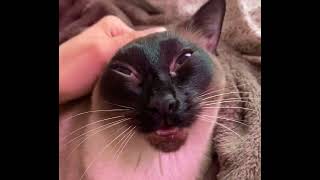 Massage of the century #cat #asmr