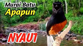 Download Lagu SUARA ALAM SUNGAI DERAS PREMIUM , Terapi Murai Batu Sultan – Cocok untuk Monetisasi MP3