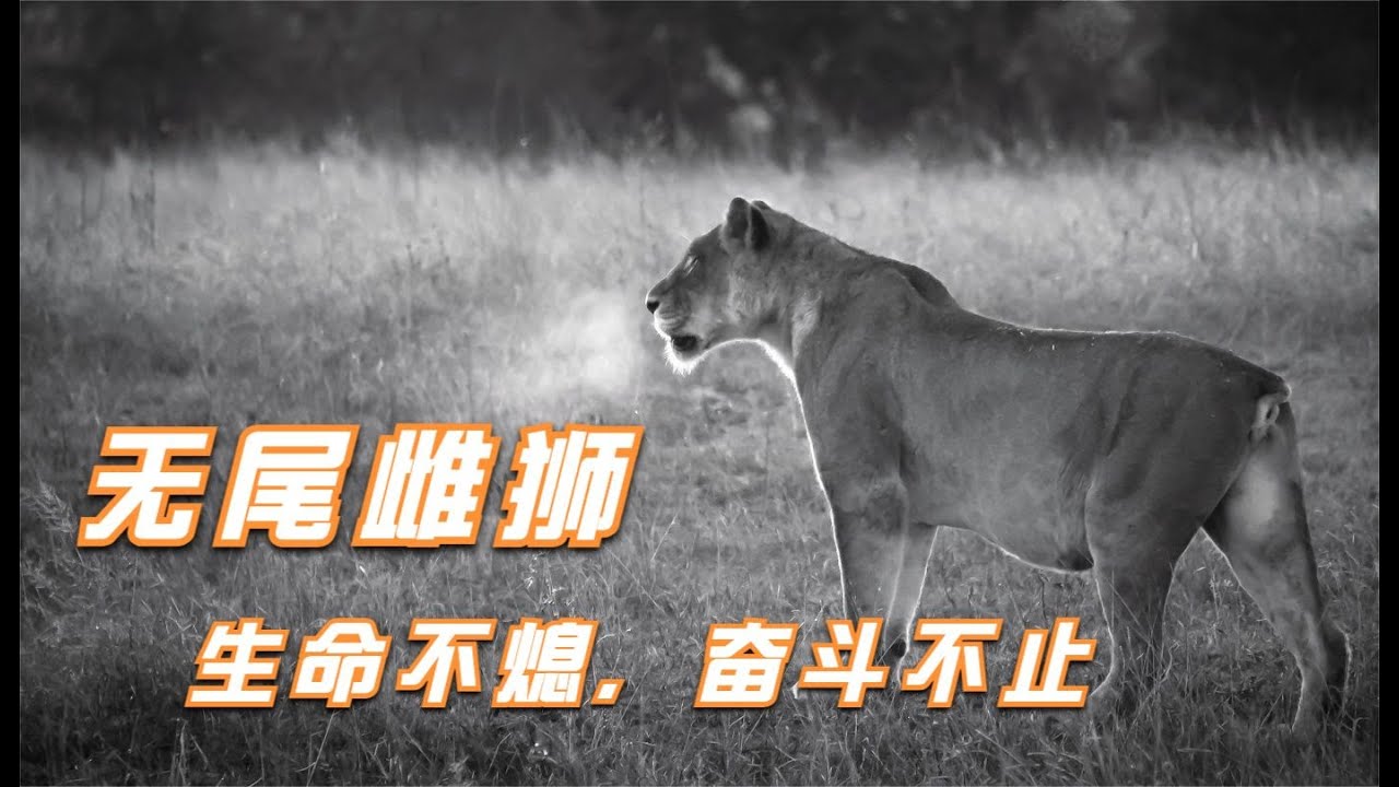 断尾求生后的无尾雌狮 后半生继续为狮群延续奋斗不止的生存故事 The Survival Story Of A Tailless Lioness Youtube