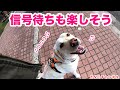 きなこにとっては信号待ちも楽しそう。笑顔で信号待ちのラブラドール