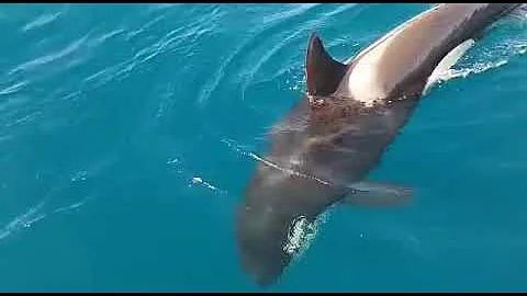 Orca attack Rudder losses June 4 south of Cadiz