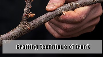 Mastering Trapezoidal Bud Grafting for Beginners