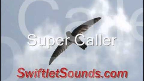 Super Caller Swiftlet External Sound