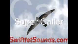 Super Caller Swiftlet External Sound