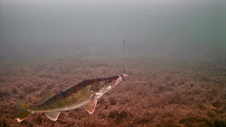 Ice Fishing Clear Water Walleyes with UNDERWATER CAMERA (Aqua Vu HD7i)