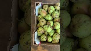 I Was Gifted Some Pears Building Community And Avoiding Food Waste
