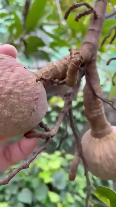 ANONAS FRUIT #tropicalfruit #fruit #shorts #viral #shortsfeed #satisfying #shortvideo #ytshorts