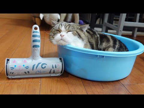 便利なお掃除アイテムとねこ。-Convenient cleaning tool and Cats.-