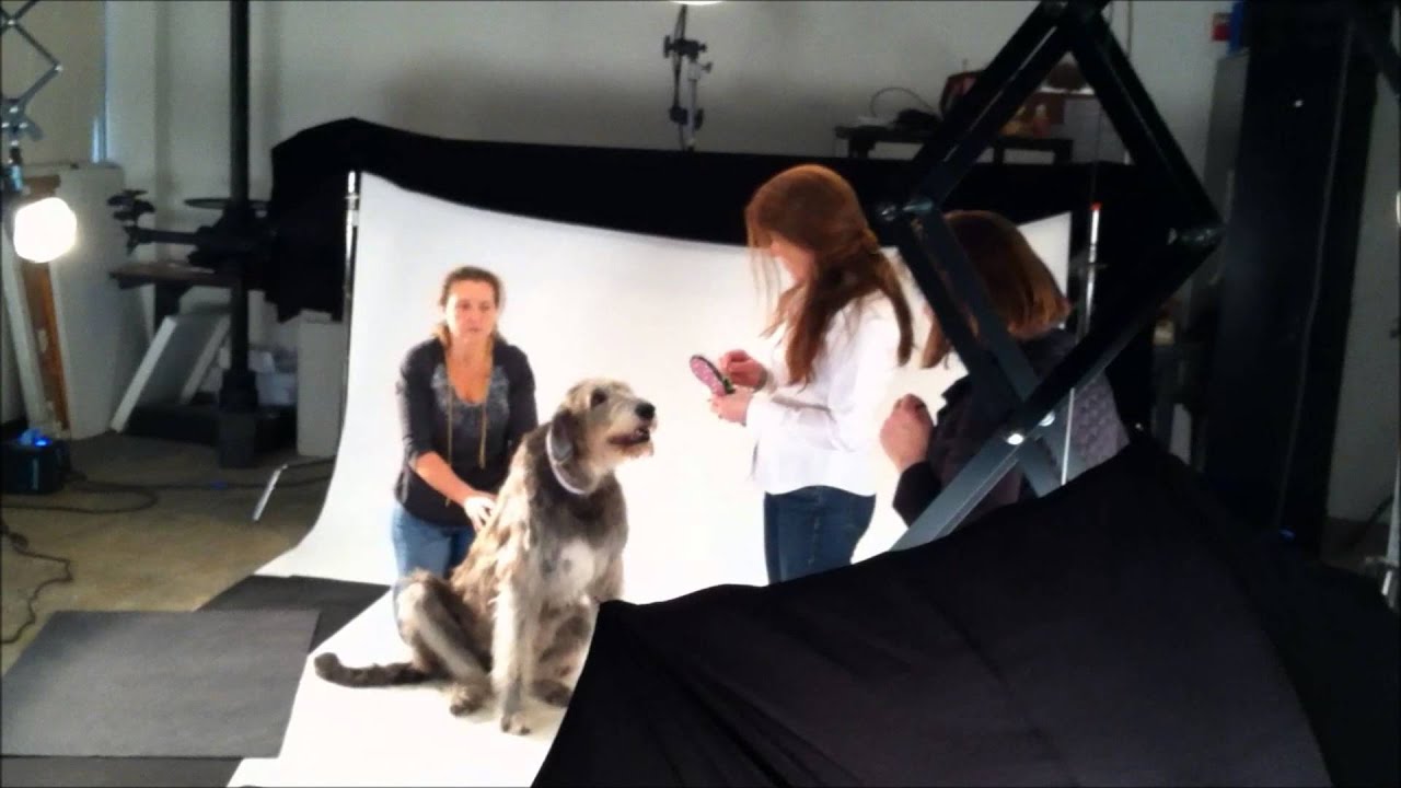 Jack's Photo Shoot for the "In the Company of Dogs" catalog & website