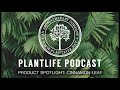 Product Spotlight: Cinnamon Leaf Essential Oil - Plantlife Podcast #34