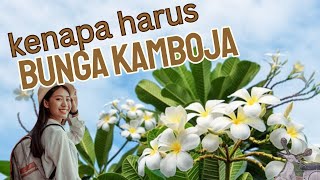 Ini Alasan Pohon Kamboja Selalu Ada Di Area Makam #tanaman