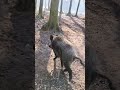 Wildschwein im Wald