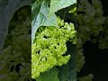カシワバアジサイのつぼみって野菜みたいで美味しそう...(私だけ?笑)
