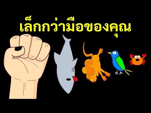 วีดีโอ: สัตว์อะไรตัวเล็กที่สุดในโลก?