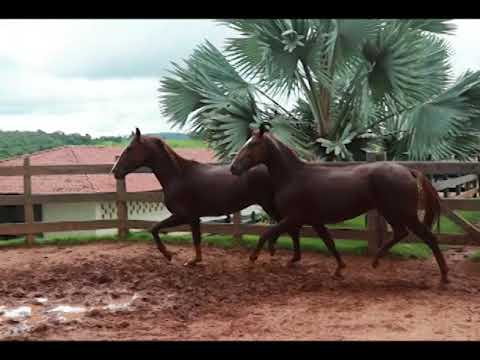 LOTE 35 - MARATU E LOBO CRISTAL PVB