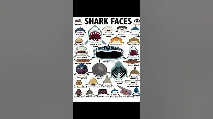 Episode 10 | Whale Shark. OMG... #NATanimals