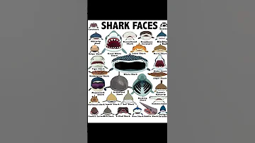 Episode 10 Whale Shark OMG NATanimals 