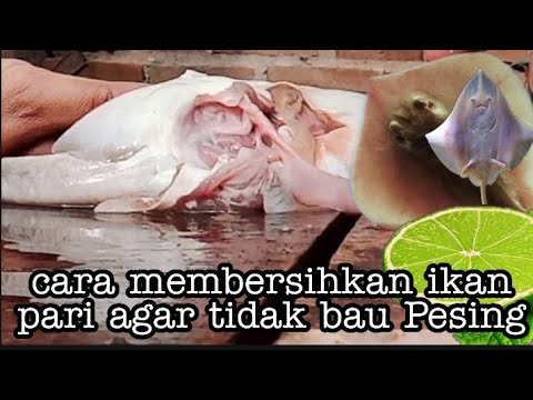 Video: Bagaimana Bau Ikan?