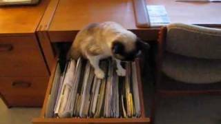 File Under K for Kitteh by KittenFarm Productions 476 views 13 years ago 18 seconds