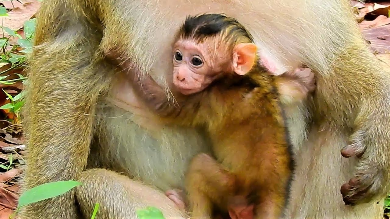 Brindy baby looks like golden, Brindy is so active after she got full milk
