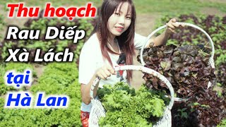Thu hoạch Rau Diếp Xà Lách tại vườn rau sạch ở Hà Lan đầy thú vị | Sarah Nguyen Cuộc sống Châu Âu