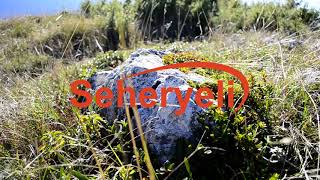 Kara Üzüm Salkımı Azizem Seheryelitv