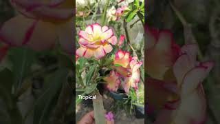 Rosa do deserto Tropical #tropical#no#meu#jardim#foryou