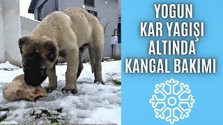 YOĞUN KAR YAĞIŞINDA KANGAL YAVRULARININ BAKIMI ?? kangal kangaldog anadoluçobanköpeği