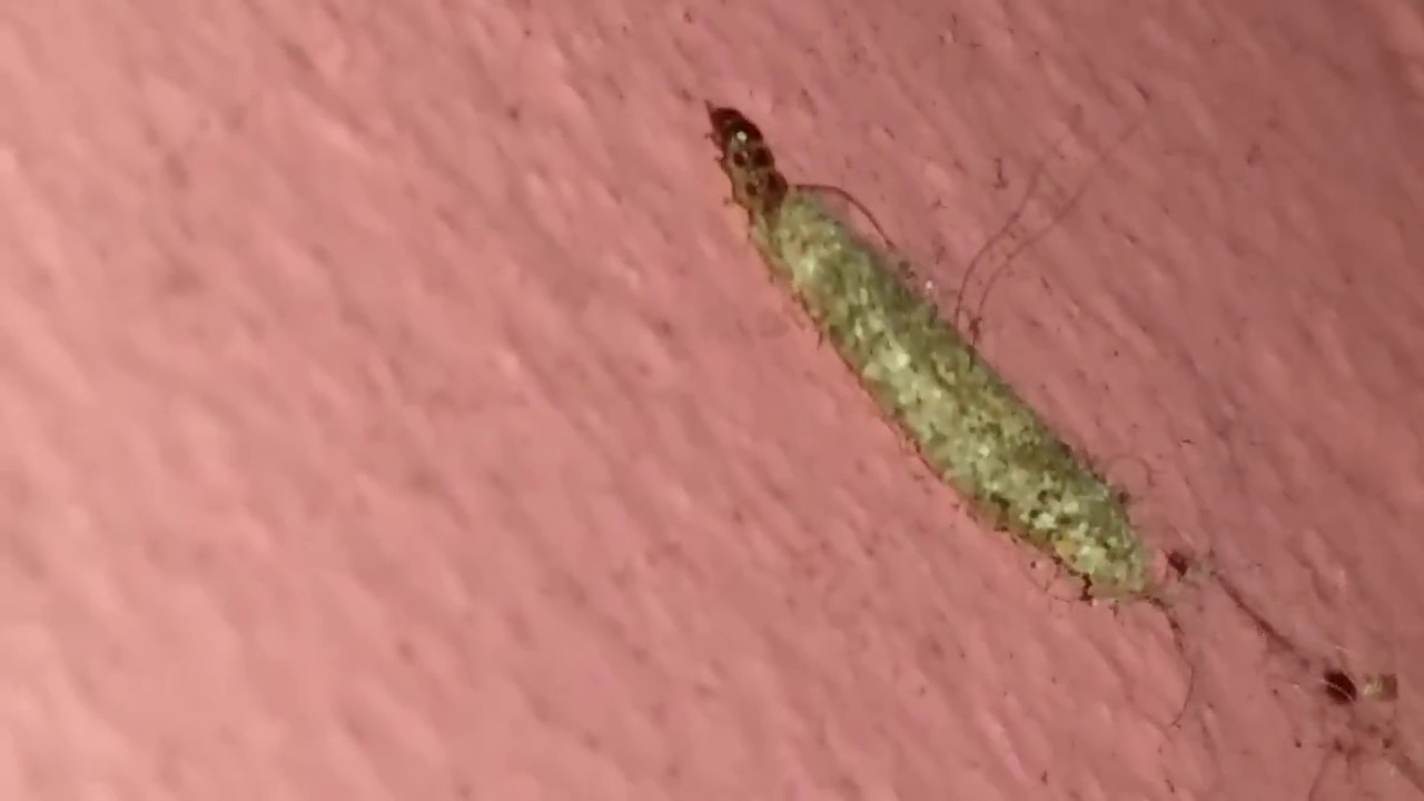 1198- BICHO da TRAÇA: muito INTERESSANTE - YouTube