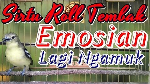 Cipoh / Sirtu Ngamuk Nembak Ngerol Panjang Memanggil Lawan, Bikin Sirtu Lain Emosi Gacor