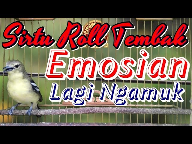 Cipoh / Sirtu Ngamuk Nembak Ngerol Panjang Memanggil Lawan, Bikin Sirtu Lain Emosi Gacor class=