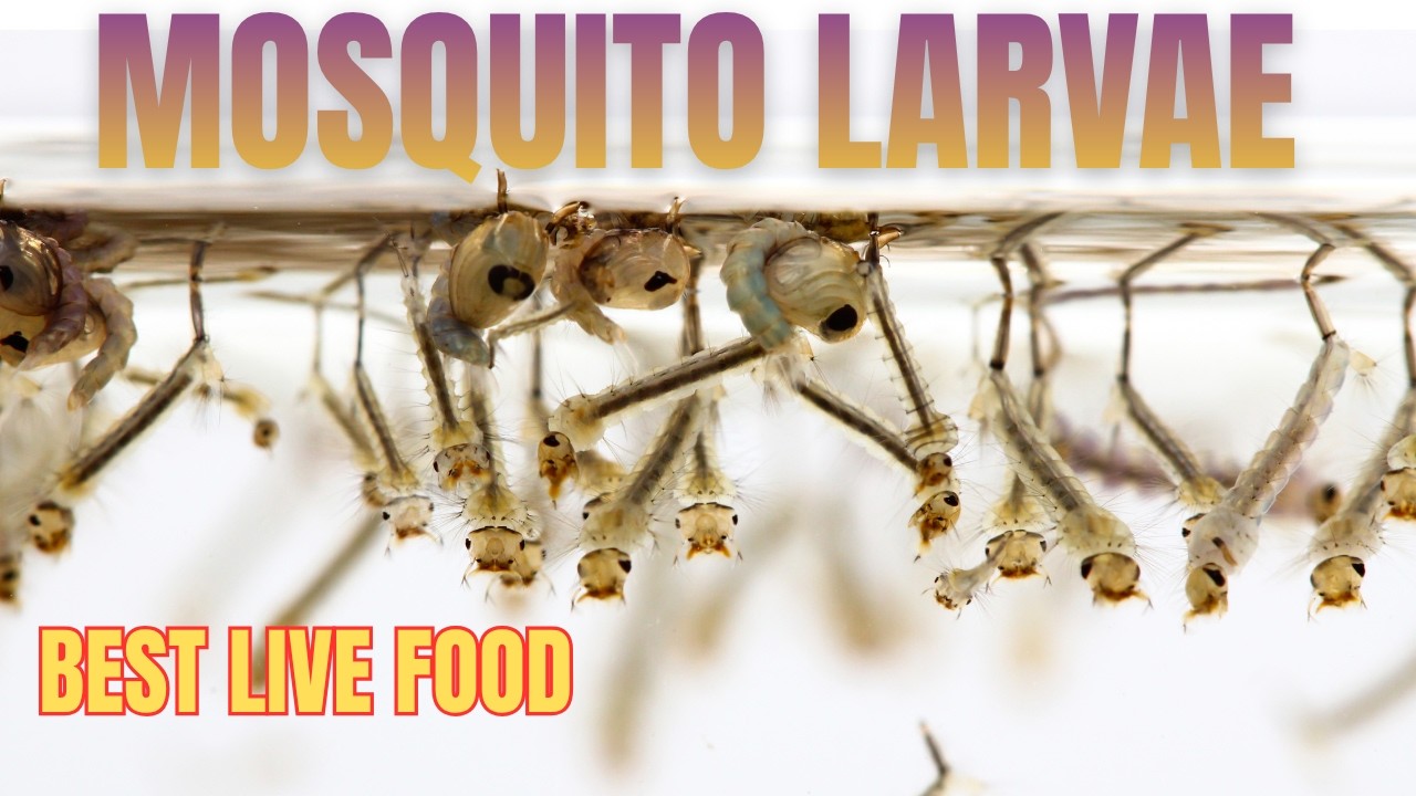 FREE & EASY - A complete guide to collecting live mosquito larvae for fish food