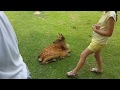 Jake et Phoebe découvrent les jardins de Nara