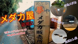 【訪問】メダカ屋vol.1  大人気の品種～最新の品種をご紹介♪『Medaka farm visit』』