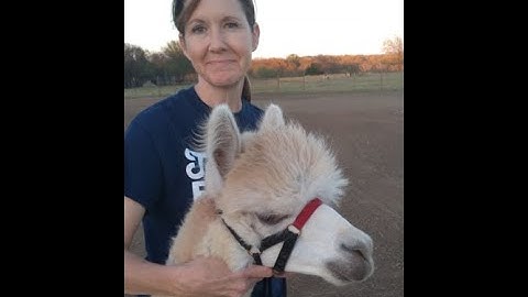 Alpaca Training Video 1:  Proper Halter Fit