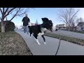 Border Collie meet the friend on the walk